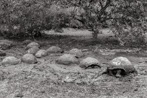 Giant tortoise